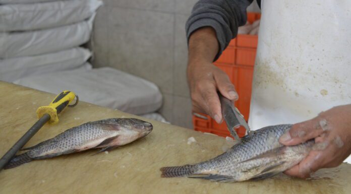 Secretaría de Salud verificó 700kg de productos del mar en Guanajuato