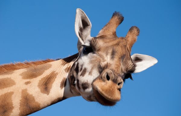 Clausura PROFEPA Zoológico de León; no mejoró pese advertencias