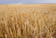 Invertirán 60 MDP para salvar a Guanajuato de infartos hídricos