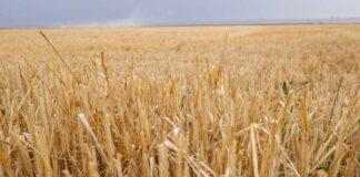 Invertirán 60 MDP para salvar a Guanajuato de infartos hídricos