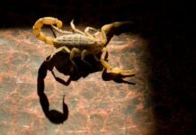 ¡A prevenir picaduras de alacrán!