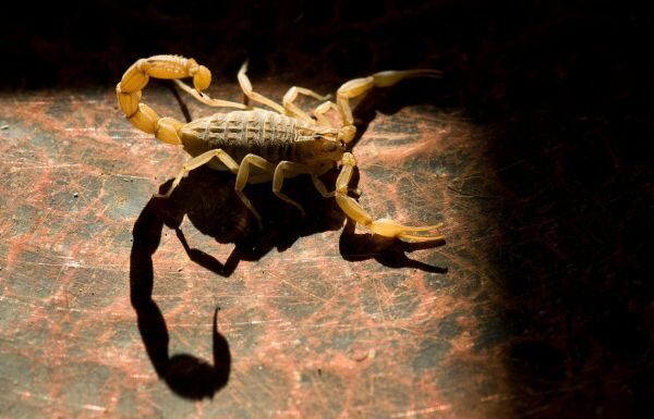 ¡A prevenir picaduras de alacrán!