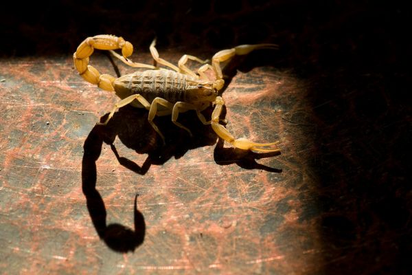 El terrorismo es la negación de las vías legales, del diálogo y la mediación, y en el caso que nos ocupa, una amenaza constante en la zona (12)