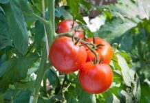 Jitomate subre de precio 126.3 por ciento en marzo: INEGI