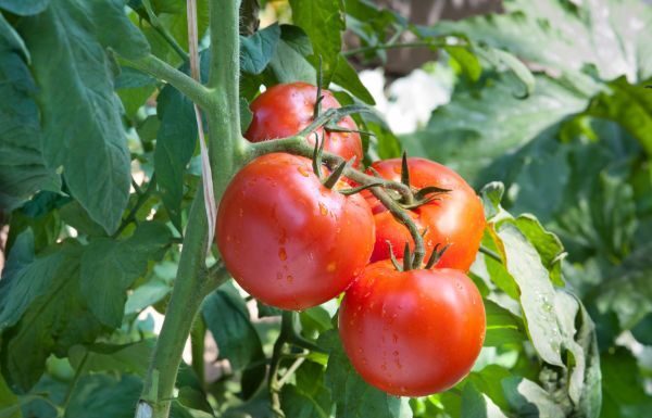 Jitomate subre de precio 126.3 por ciento en marzo: INEGI