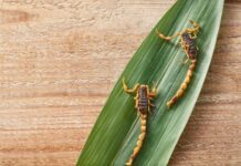 Asi 11 mil atenciones por picadura de alacrán en el 2025