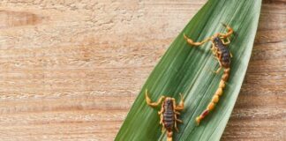 Asi 11 mil atenciones por picadura de alacrán en el 2025