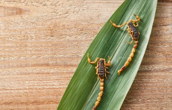 Asi 11 mil atenciones por picadura de alacrán en el 2025