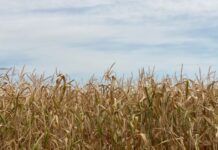 Incrementan precio de fertilizantes; baja rentabilidad del campo