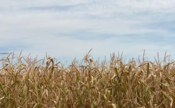 Incrementan precio de fertilizantes; baja rentabilidad del campo