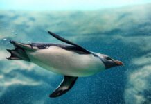 Esta es la razón por la cual PROFEPA clausuró el ZooLeón