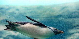 Esta es la razón por la cual PROFEPA clausuró el ZooLeón