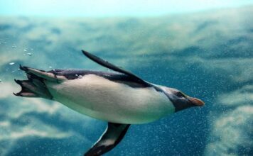 Esta es la razón por la cual PROFEPA clausuró el ZooLeón