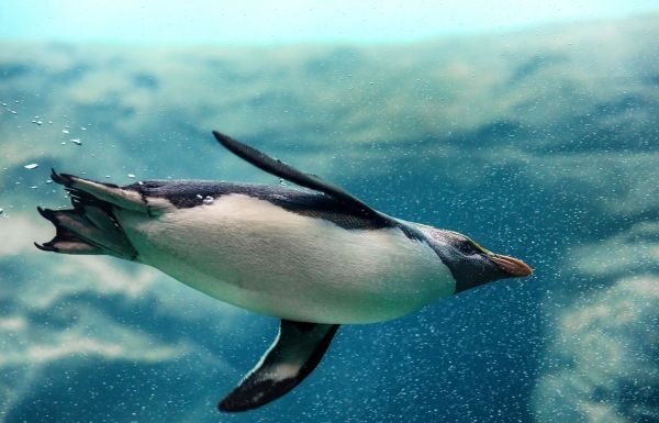 Esta es la razón por la cual PROFEPA clausuró el ZooLeón