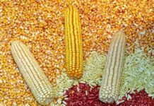 Agricultores mexicanos piden que maíz salga del T-MEC