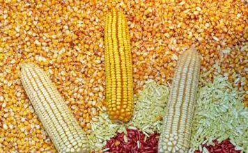 Agricultores mexicanos piden que maíz salga del T-MEC