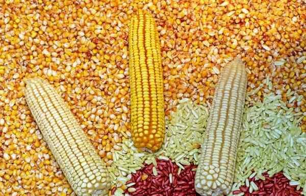 Agricultores mexicanos piden que maíz salga del T-MEC