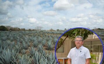 Patenta UG dispositivo para transplante mecanizado de agave