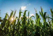 Estados Unidos rompe récord en exportar maíz a México