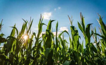 Estados Unidos rompe récord en exportar maíz a México