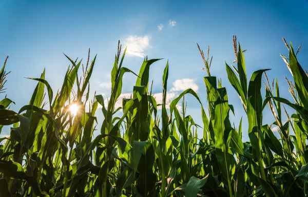 Estados Unidos rompe récord en exportar maíz a México