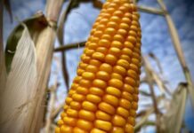 Culpan a T-MEC por caída en precio y producción de maíz mexicano