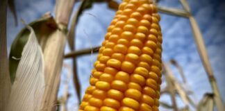 Culpan a T-MEC por caída en precio y producción de maíz mexicano