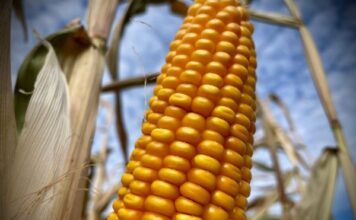 Culpan a T-MEC por caída en precio y producción de maíz mexicano