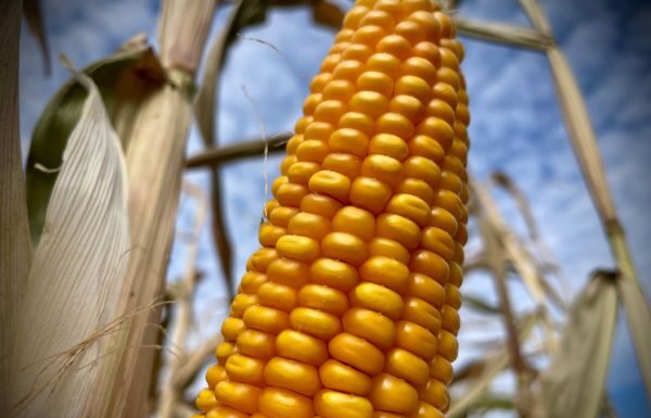 Culpan a T-MEC por caída en precio y producción de maíz mexicano