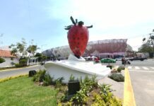 La fresa, símbolo de identidad y orgullo de Irapuato