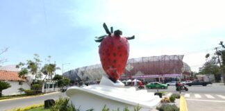 La fresa, símbolo de identidad y orgullo de Irapuato