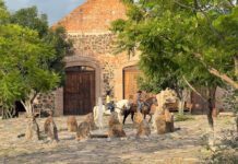 Compiten nueve ciudades de Guanajuato por premios internacionales en turismo