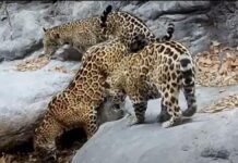 Captan a familia de jaguares en la Sierra Gorda de Guanajuato (VIDEO)