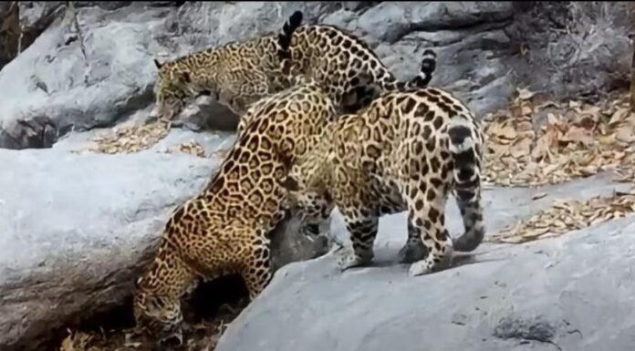 Captan a familia de jaguares en la Sierra Gorda de Guanajuato (VIDEO)