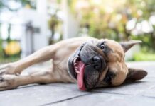Altas temperaturas afectan a lomitos; en León incrementan golpes de calor