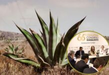 Analizan en Comisión de Hacienda ley para apoyar a pequeño productor de agave