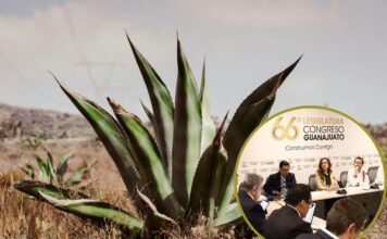 Analizan en Comisión de Hacienda ley para apoyar a pequeño productor de agave