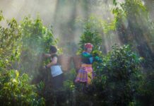 Certificación laboral protegerá derechos de jornaleros agrícolas