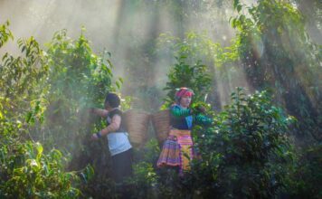 Certificación laboral protegerá derechos de jornaleros agrícolas