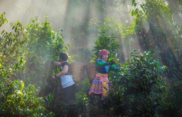 Certificación laboral protegerá derechos de jornaleros agrícolas