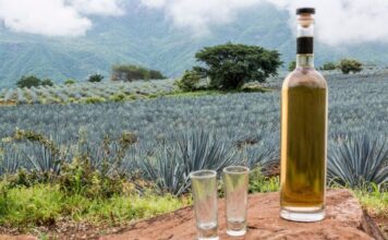 Tequila es la fuerza y orgullo líquido de Guanajuato