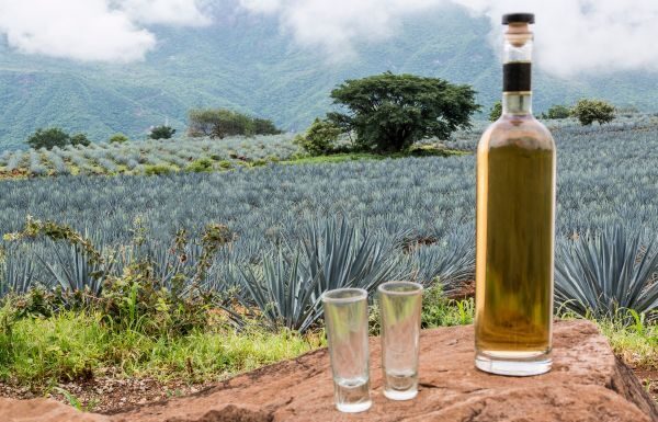 Tequila es la fuerza y orgullo líquido de Guanajuato