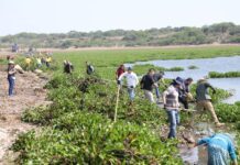Continúan con retiro de lirio en presa Ignacio Allende en San Miguel