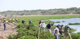 Continúan con retiro de lirio en presa Ignacio Allende en San Miguel