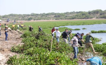 Continúan con retiro de lirio en presa Ignacio Allende en San Miguel