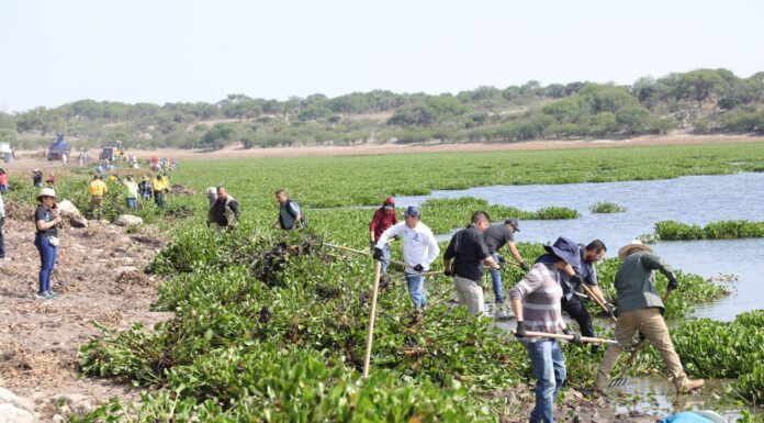 Continúan con retiro de lirio en presa Ignacio Allende en San Miguel