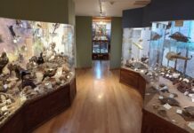 El Gabinete de los Misterios Naturales: Un viaje al Museo Alfredo Dugès