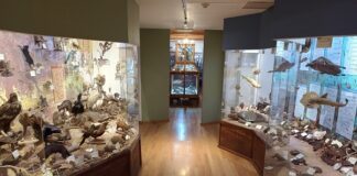 El Gabinete de los Misterios Naturales: Un viaje al Museo Alfredo Dugès