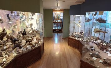 El Gabinete de los Misterios Naturales: Un viaje al Museo Alfredo Dugès