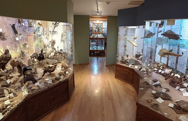 El Gabinete de los Misterios Naturales: Un viaje al Museo Alfredo Dugès